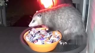 😂🍬 You Won't Believe How This Candy Heist Unfolds! | FunFM