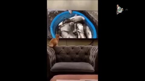 Whisker Wonders: The Cutest Cats and Kittens You'll Ever See