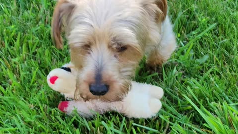 Yorkies are Weirdos! #funnydogs #yorkies