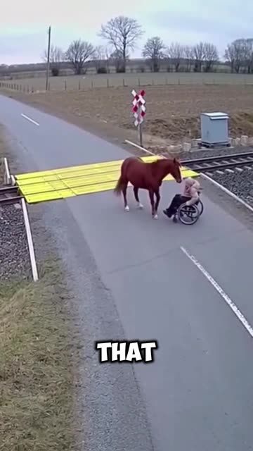 Horse saves woman in wheelchair