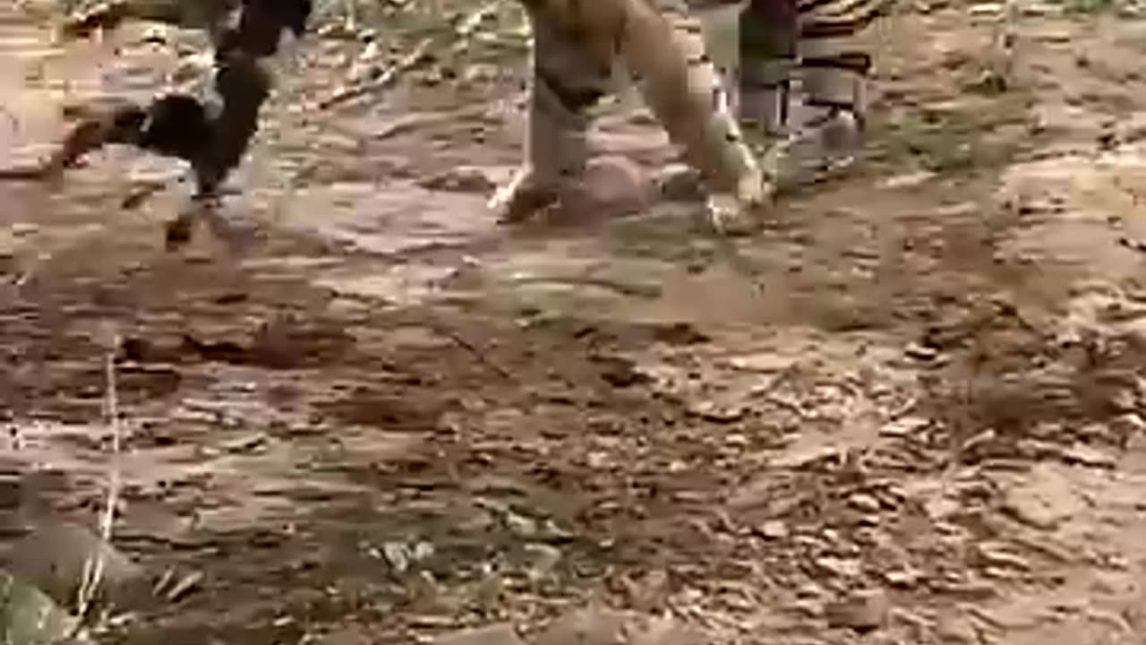 Tiger killed dog at zone 2 Ranthambore National Park,Tiger attack dog #Shorts #bigcat #tiger #yt