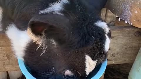 This cow really loves his milk