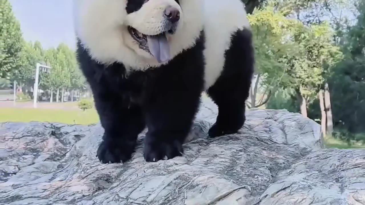 Panda dog