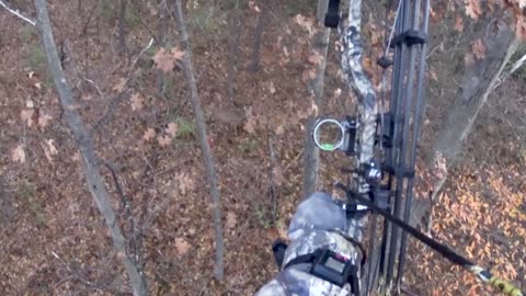 Doe down in Iowa