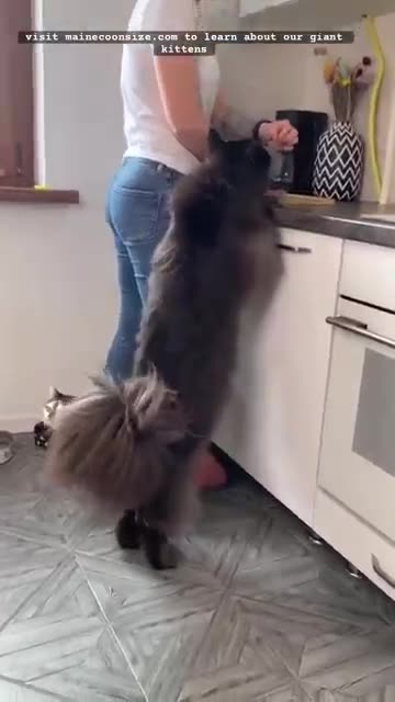 THE BIGGEST MAINE COON CATS 720.mp4