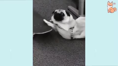 Funny Dog Videos Compilation 2026