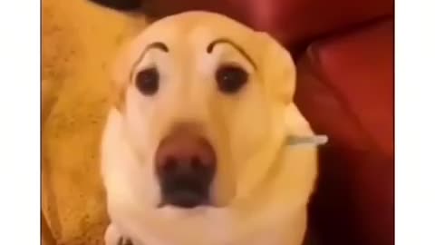 Must Watch: I dare you not to laugh at these funny dogs 🤣 🐕