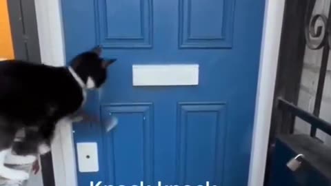 Cat Knockers