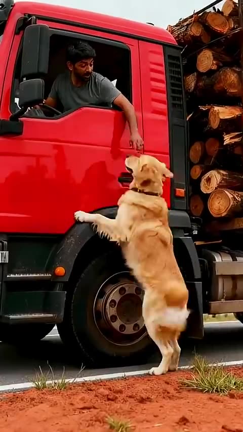 Golden Retriever Stops Truck — Frees Pup Stuck Between Logs