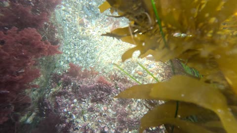 Think you know where the LOBSTER was #waves #ocean #lobster