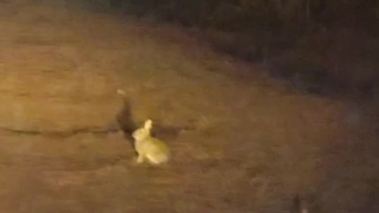 Bunny Rabbit Pretending To Be Stone