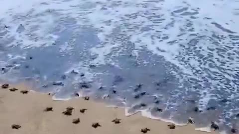 Go little babies! the ocean is yours 🌊🐢