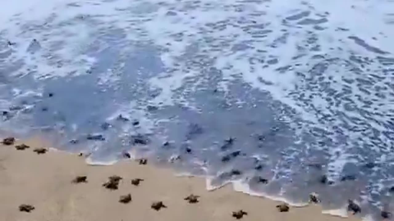 Go little babies! the ocean is yours 🌊🐢