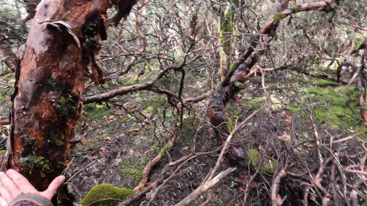 Adventuring through the forest near Churup Lagoon (Huaraz)