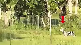 Amazing: Zebra Does an Epic Flip Over the Fence! #trending #animals #wildlife #s