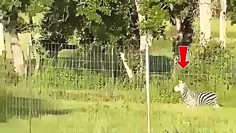 Amazing: Zebra Does an Epic Flip Over the Fence! #trending #animals #wildlife #s