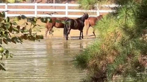 Is this the last Pool Party of the year?
