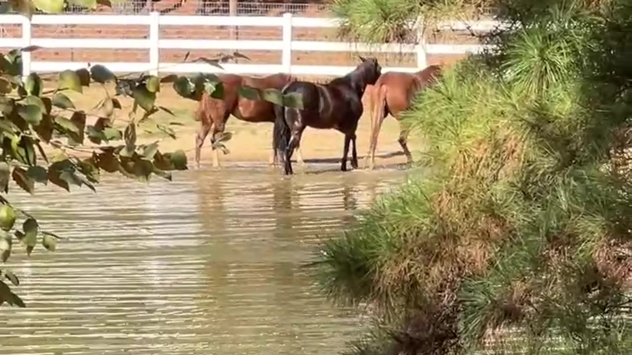 Is this the last Pool Party of the year?