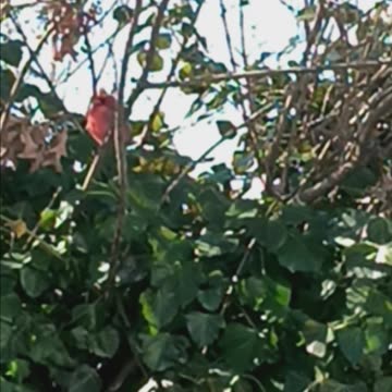 Northern cardinals.