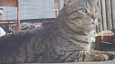 EA S185 - Intruder Alert