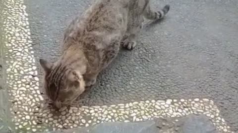 ❤️ Feeding a Stray Cat Turns Into the Cutest Friendship Ever! (So Funny & Sweet!)