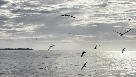 Birds at Fort De Soto September 27 2025
