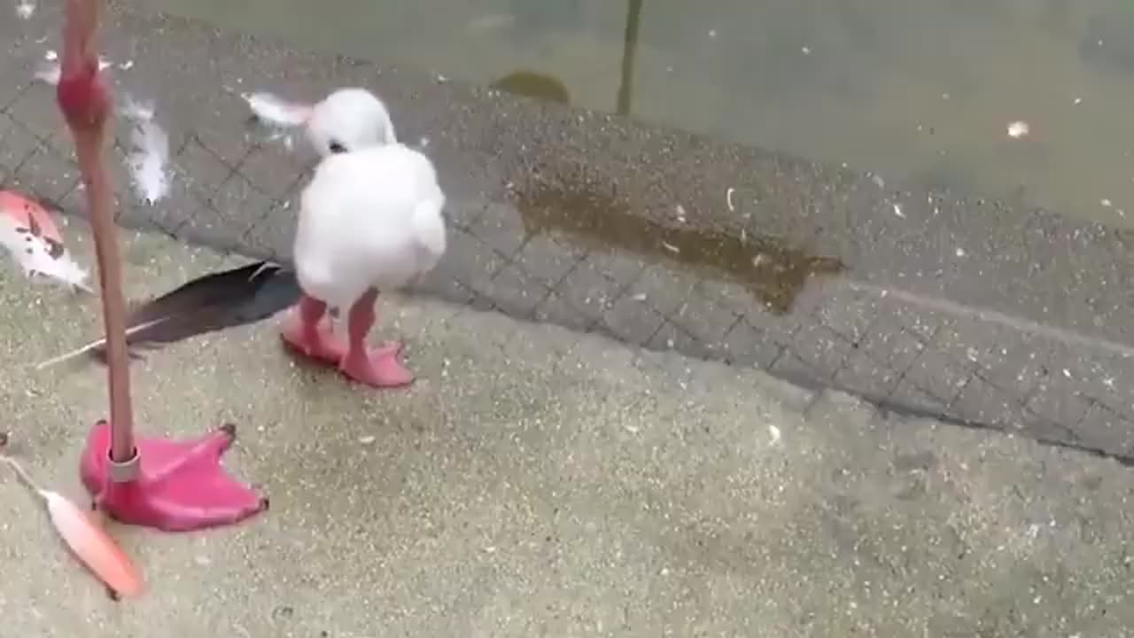 baby flamingo learning to stand on one leg...🦩😍