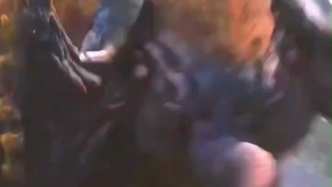 Forest Of Breathing Killer Plants