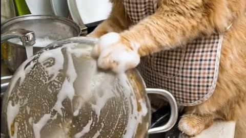 Cat Does Dishes! #cat #ai #viral
