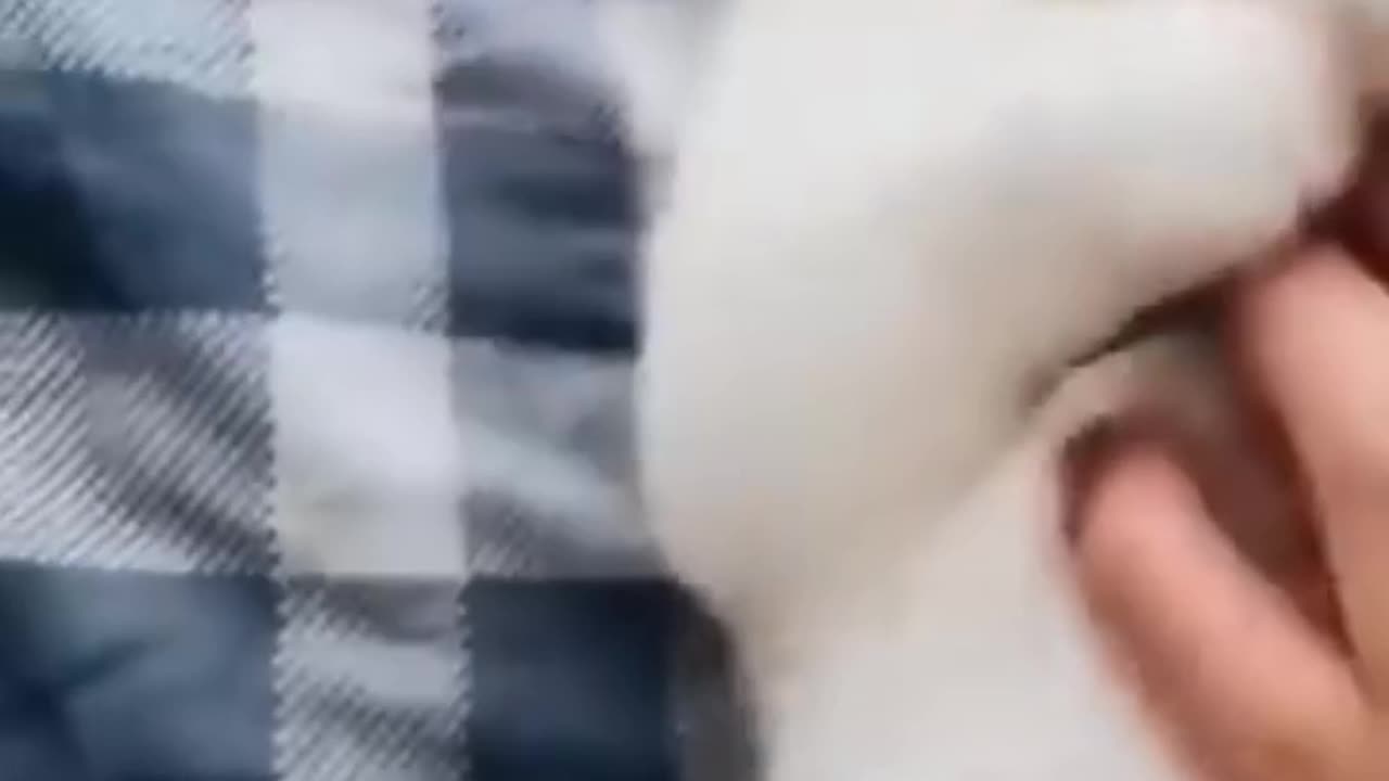 "Chaos Unleashed: When Cats and Dogs Forget to Behave!"