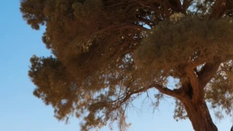 Genesis Chapter 18 — Divine Visitors & A Promise Reaffirmed