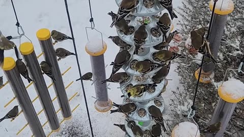 Prototype MARK: 1 Enterprise Level 72X American Goldfinch Vertical Array Seed Conveyor