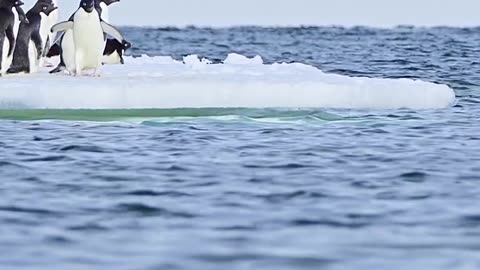 Stick landing 💯 Adélie penguins can leap out of the water using their strong flippers