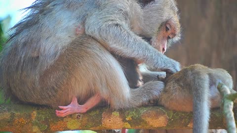 Falling Possible? Newborn Baby Monkey EMORY Without Care From Mom on the High Tree