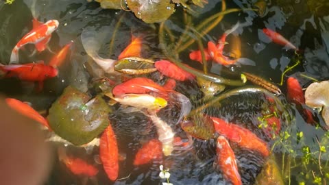 Swimming with the fishes