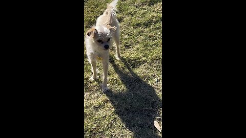 Clemson video of the day