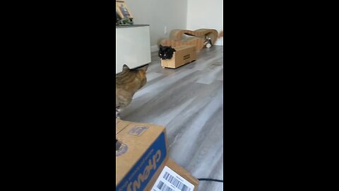 Funny Fat Cats, Fat Cat