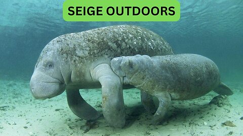 Manatee Live Cams!