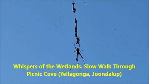 Whispers of the Wetlands. Slow Walk Through Picnic Cove (Yellagonga, Joondalup)