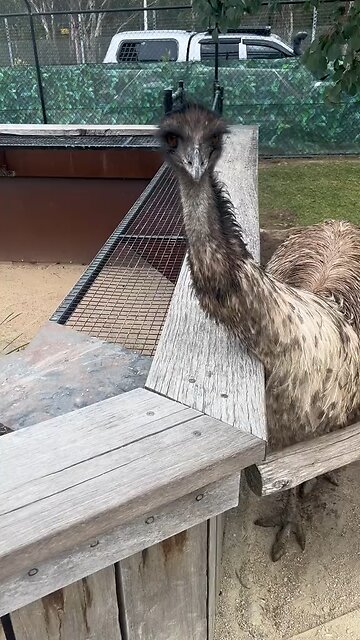 Australian EMU bird 🦅