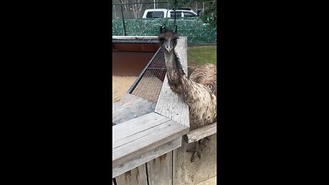 Australian EMU bird 🦅