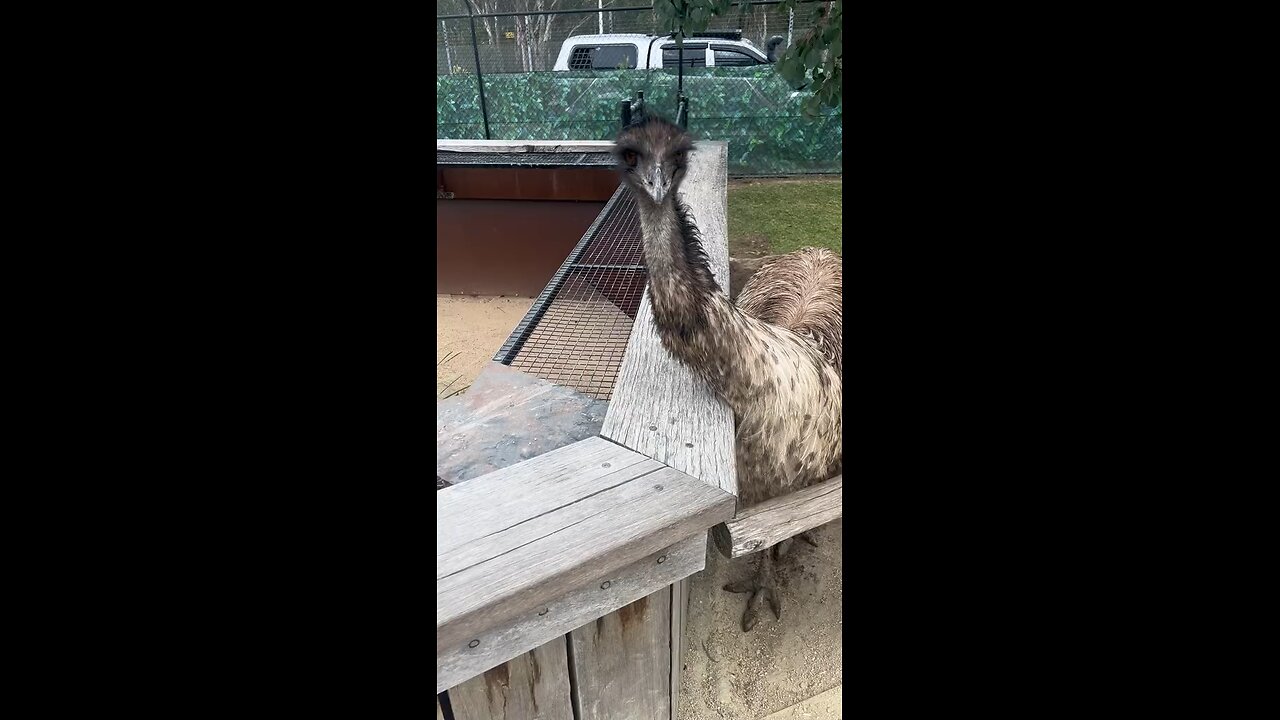 Australian EMU bird 🦅