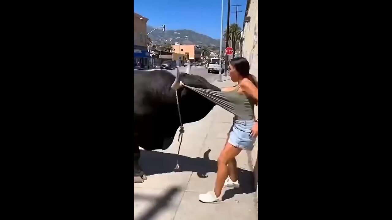 The bull knows what he wants.