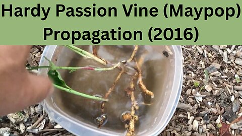 Hardy Passion Vine (Maypop) Propagation