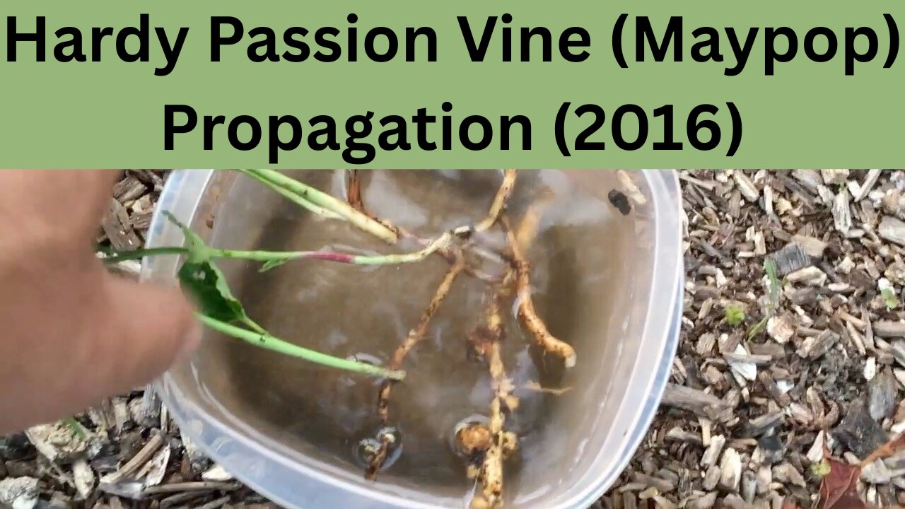 Hardy Passion Vine (Maypop) Propagation
