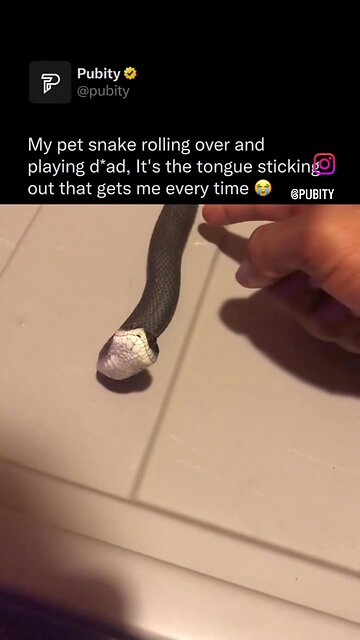 A pet snake performs tricks just like a dog.