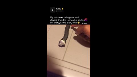 A pet snake performs tricks just like a dog.