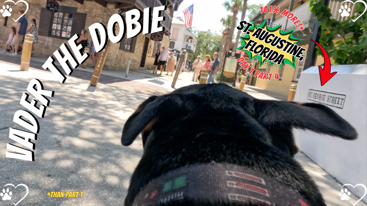 Doberman Star on St. George Street: 2nd half of Vader's Charm Offensive! Part 4 🐶🌴