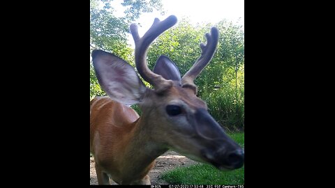 Deer Cam Photos Taken In 2022 2023 Bucks In Velvet Game Cam Trail Camera