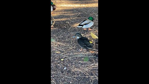 Mallard Ducks 🦆 #mallrdducks #ducks #duck #followme #viral #shorts #trending